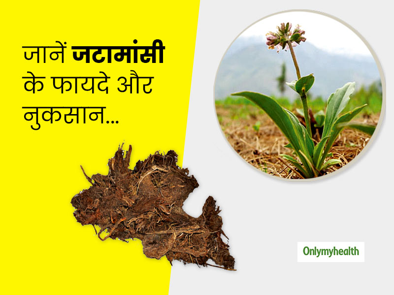 आयुर्वेद में जटामांसी से होता है कई बीमारियों का इलाज, जानें इसके फायदे और नुकसान